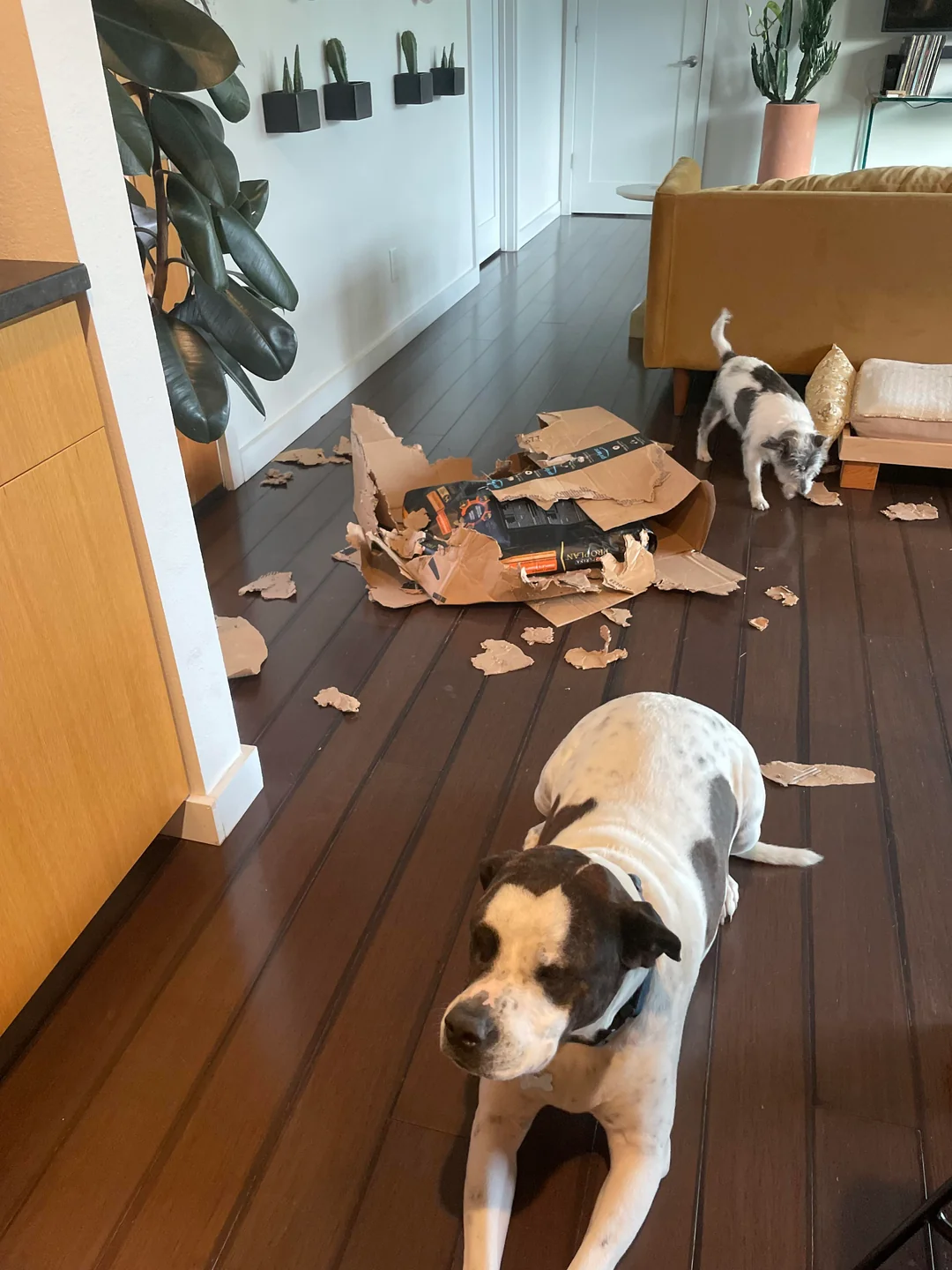 Corrección conductual