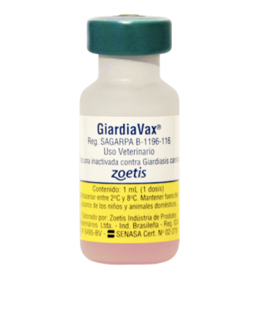 Giardiavax