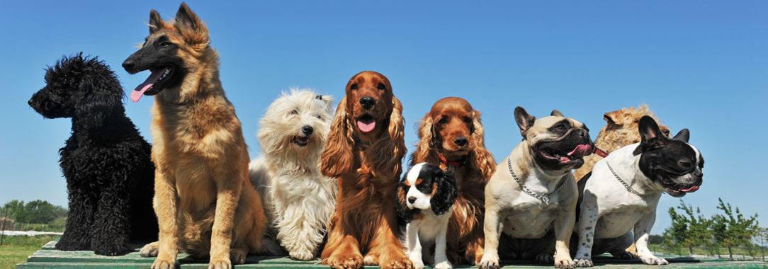 Adiestramiento Caninio