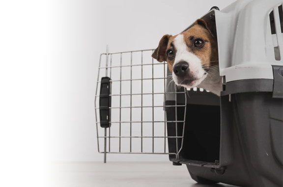 Transporte de mascotas